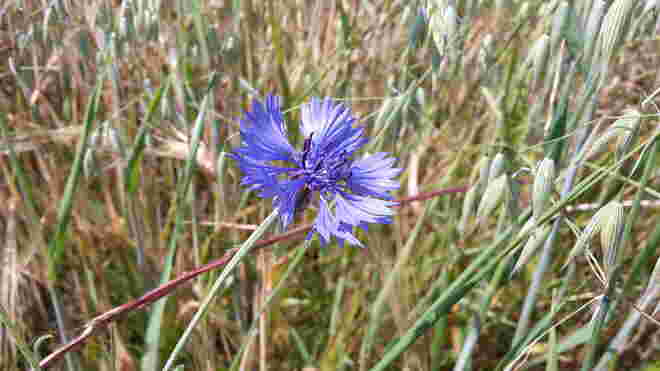 Kornblume im Hafer