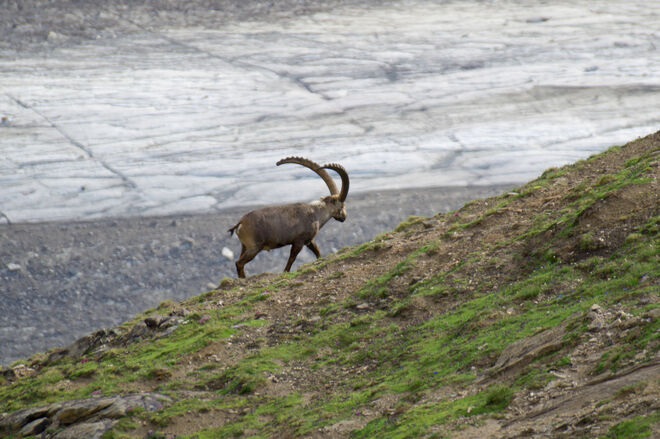 Steinbock über der Pasterze