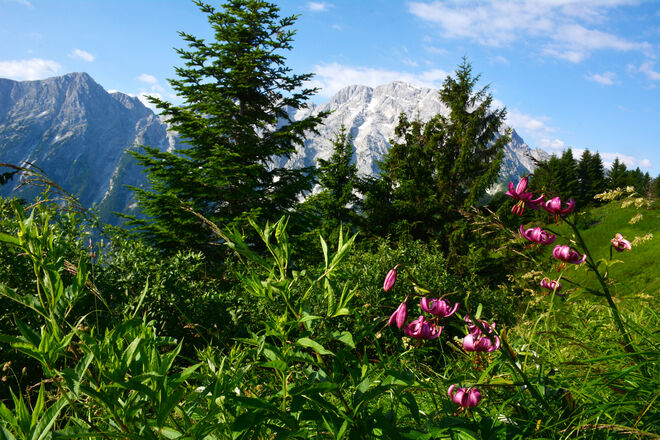 Türkenbund-Göllblick