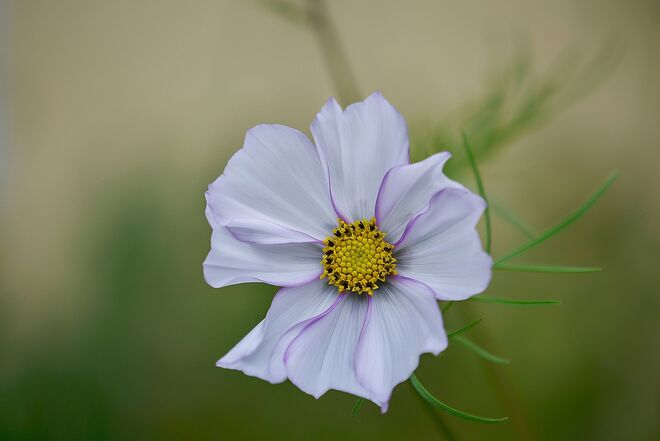 diese schöne blume............
