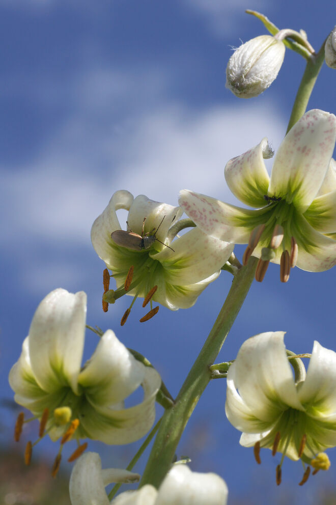 "Türkenbund alla bianco"