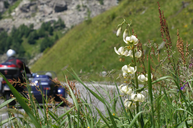 botanische Raritätenstraße