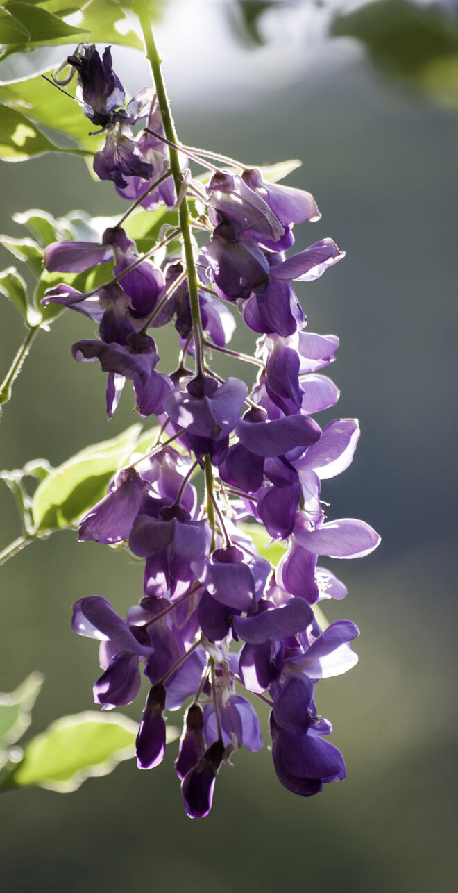Die Glyzinie blüht nochmals