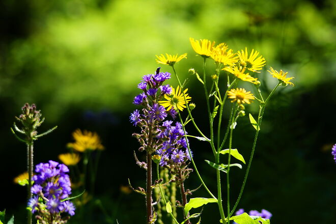Milchlattich und Gemswurz