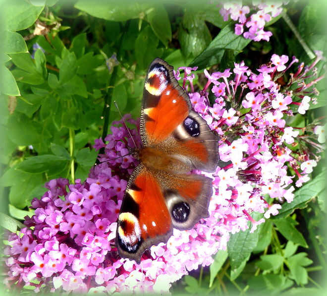 im Garten unterwegs..