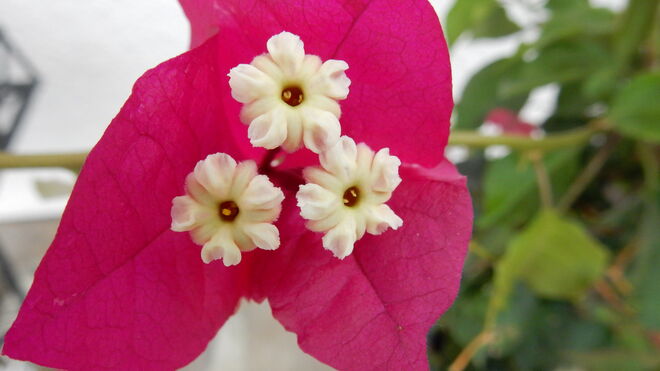 Ein Blumengruß an alle Blogger