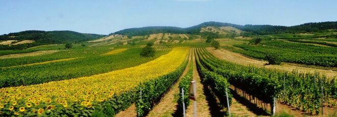 Wein und Sonnenblumen