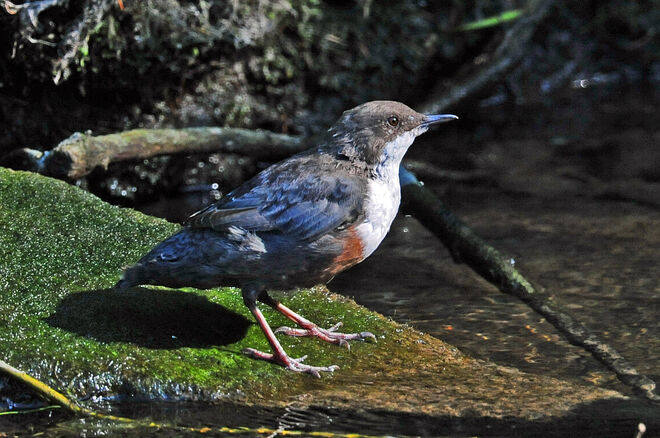 Wo die Wasseramsel jagt