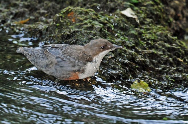 Ich bin in meinem Element!