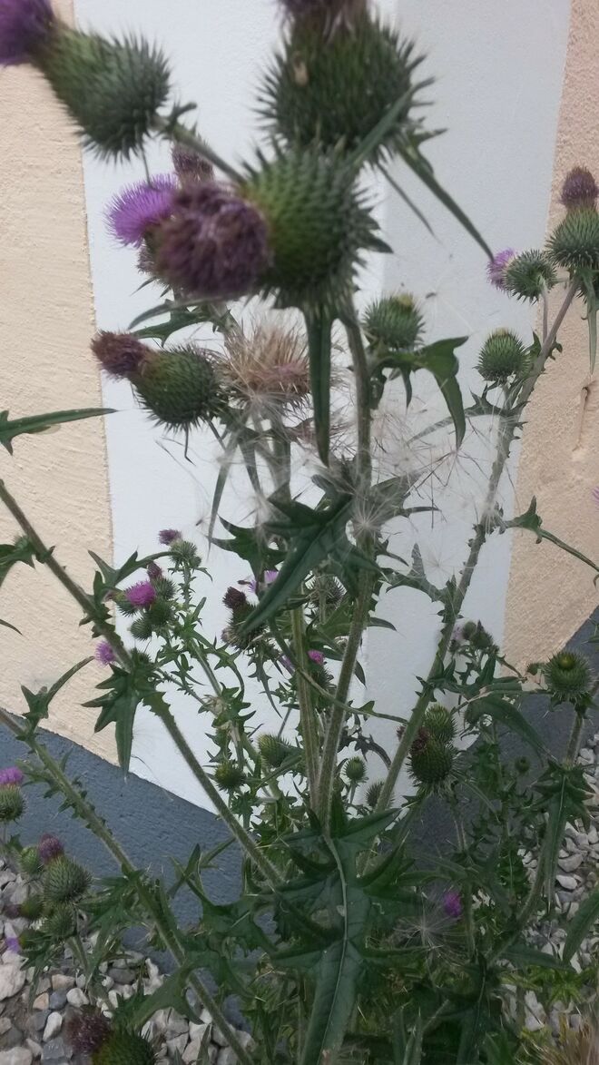 Disteln noch geschlossen-geöffnet-verblüht