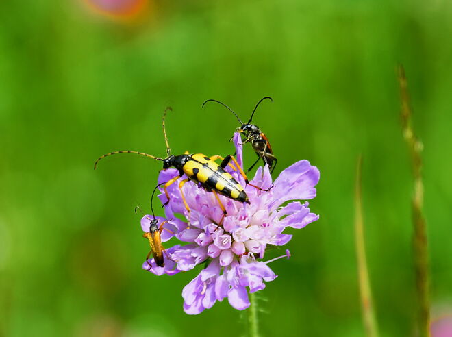 "Langfühler-Treffen"