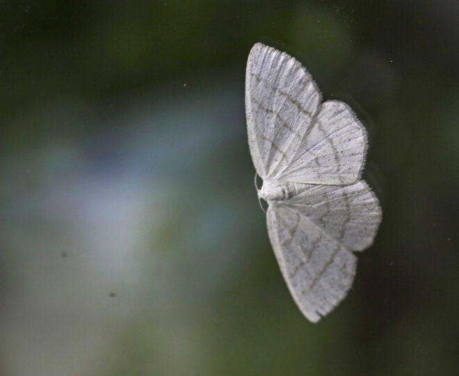 Ganz in weiss (fast)...