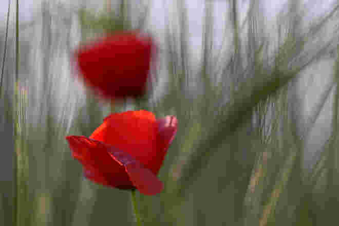 Mohn-Poesie