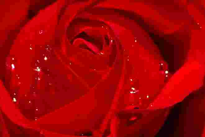 Weinende Rose