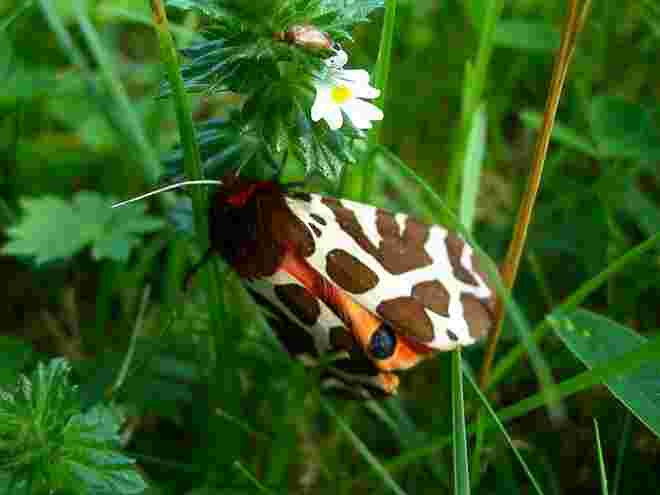 Imago des Braunen Bärs