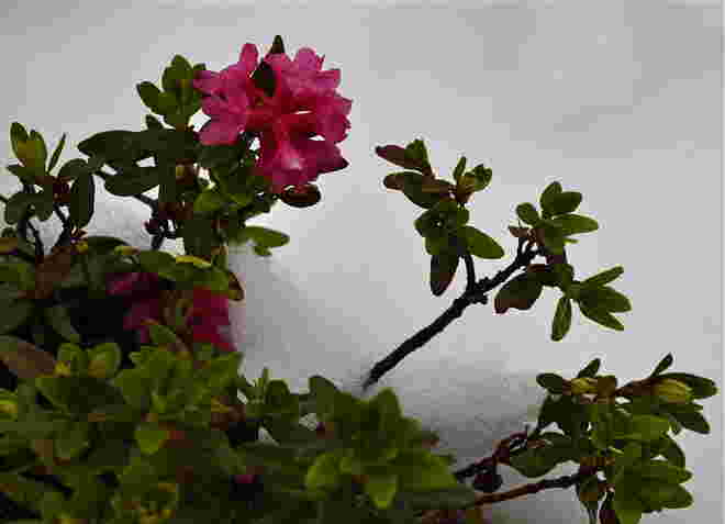 Almrausch im Sommerschnee