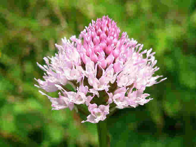 Kugelorchis (Kugel-Knabenkraut)