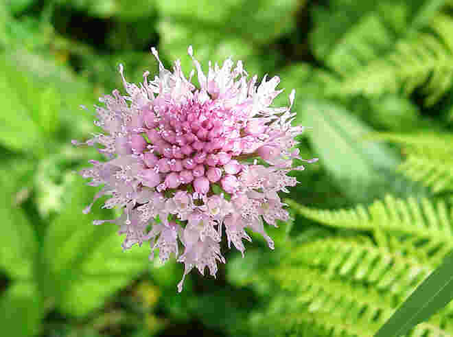Kugelorchis...