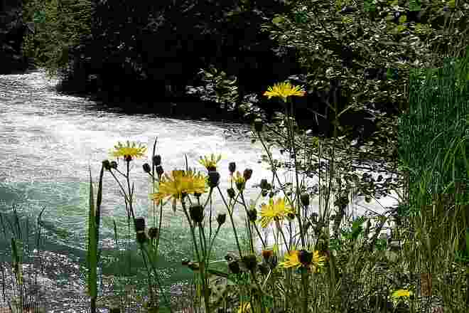 Am Ufer der Traun