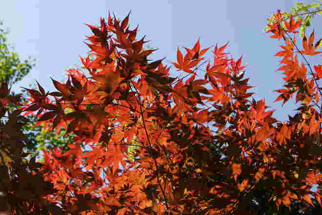 Rote Ahornblätter