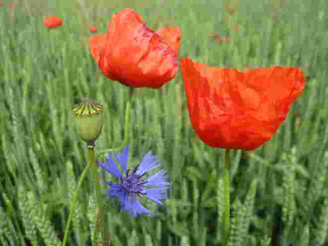 Das Mohnfeld......