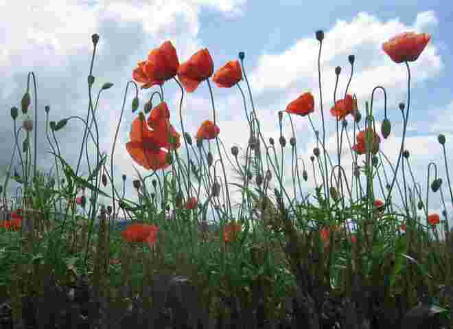 Das Mohnfeld....