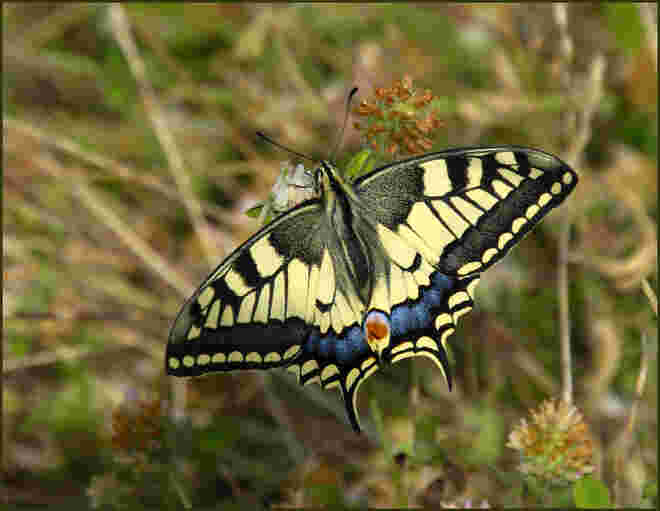 Papilio machaon