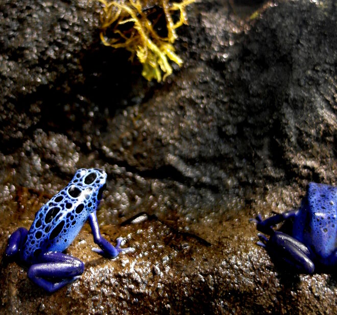 Pfeilgiftfrosch in Blau
