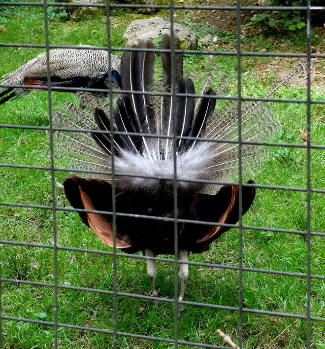Ein schöner Rücken kann auch entzücken