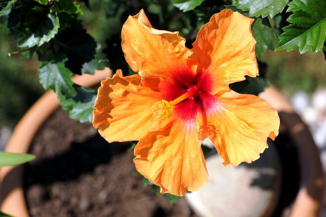 Der blühfreudige Hibiscus