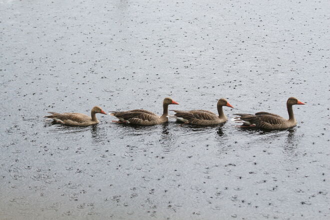 "Ausflug im Regen"