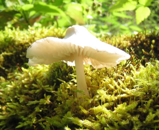 Ein Männlein steht im Walde ...