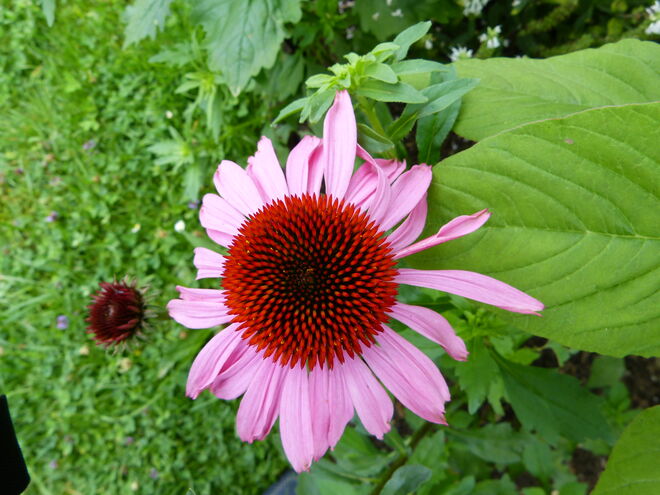 Wunderschön-Heilsam