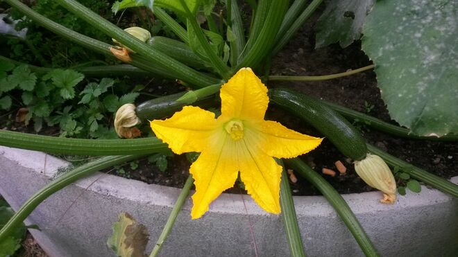 Eine Delikatesse von der Blüte bis fertigen Kürbis