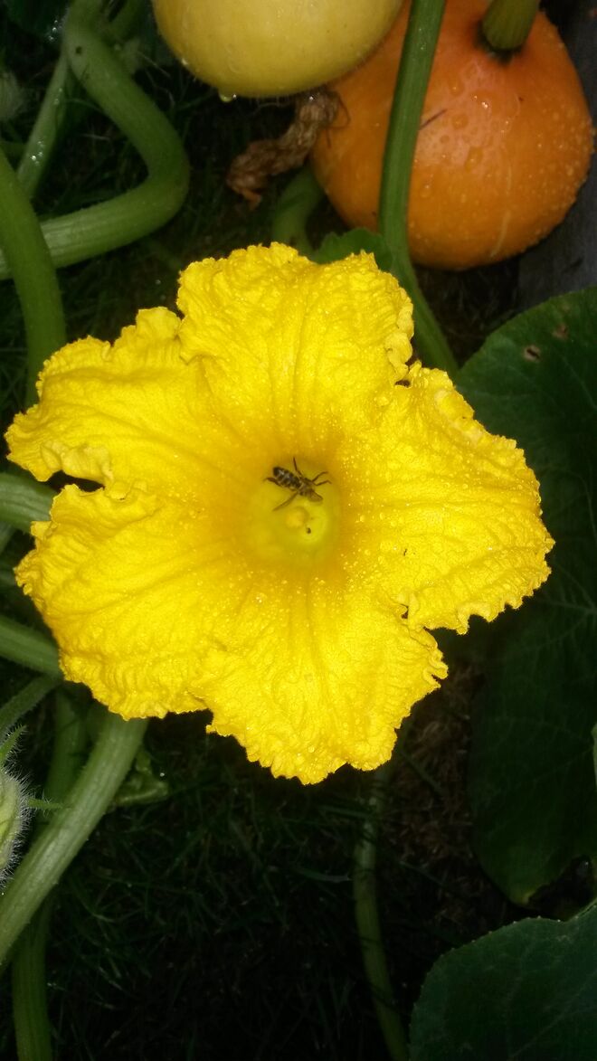 Eine Delikatesse von der Blüte bis fertigen Kürbis