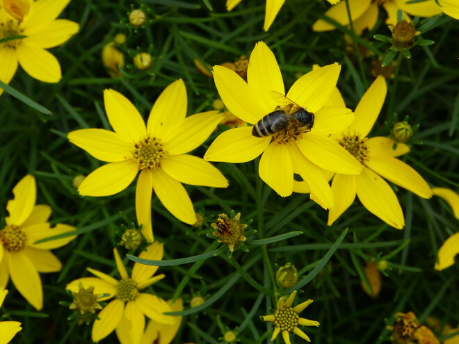 Hoher und fleißiger Besuch