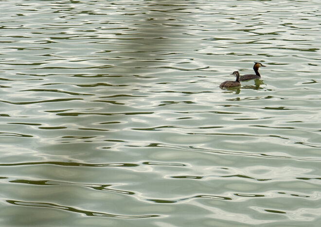 Die Haubis ( Jung & Alt)
