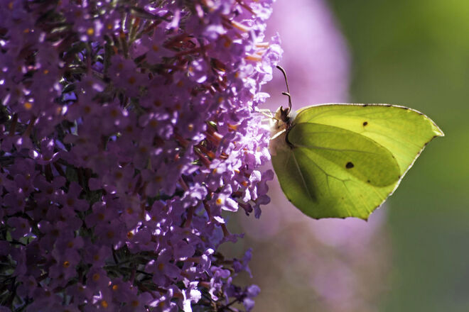 Zitronenfalter... oder doch eine Blumenelfe...