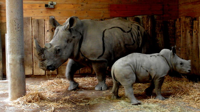 Nashorn - groß und klein