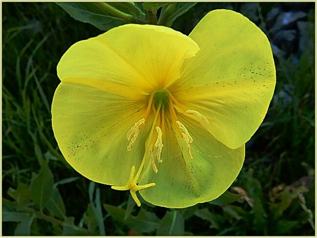 Nachtkerze - zarte Schönheit am Wegesrand
