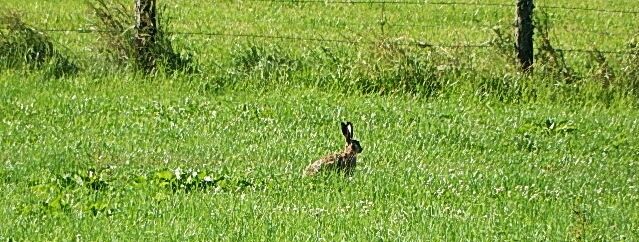 Stadthase am Rauchenbichl