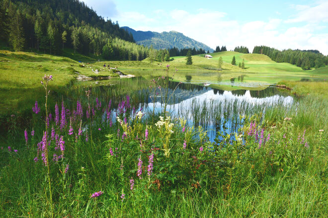 Am frühen Morgen am Seewaldsee