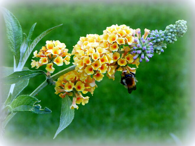 gelber Sommerflieder