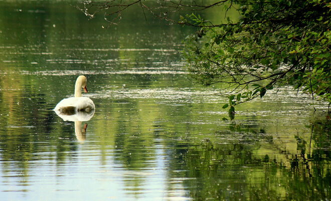 der einsame Schwan...