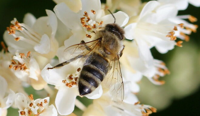 Fleißige Biene!