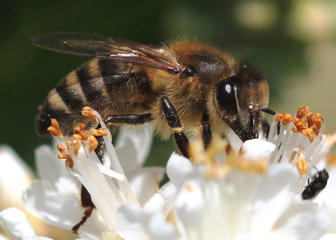 Kleine Biene ganz groß!
