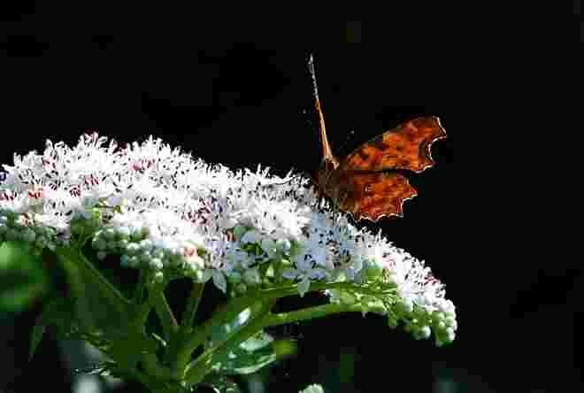Polygonia c-album oder C-Falter