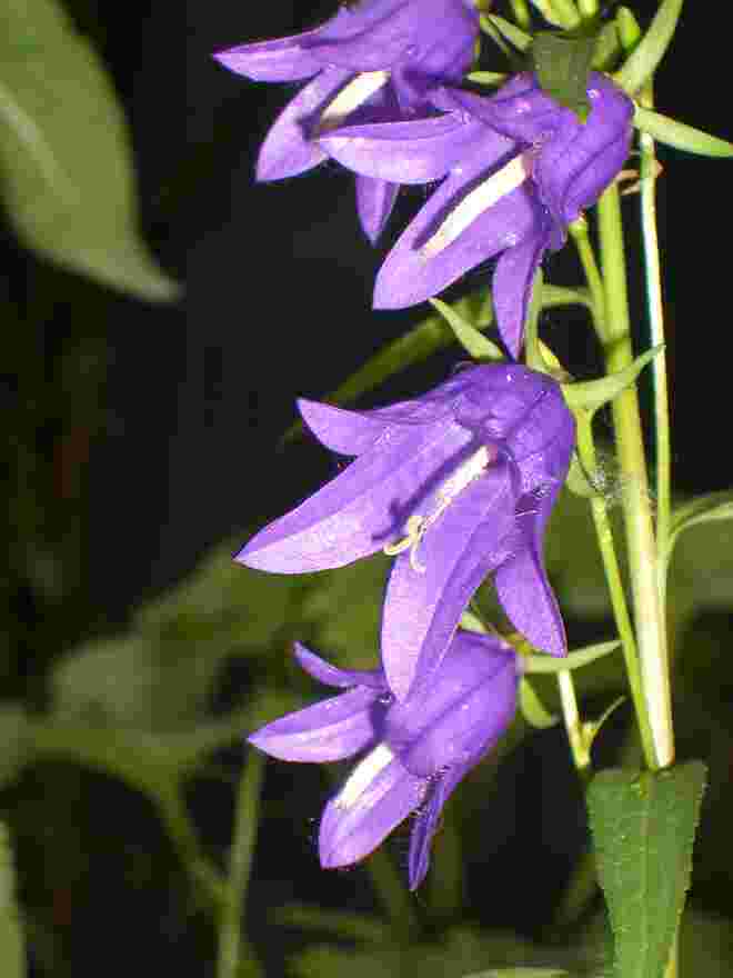 Ackerglockenblume