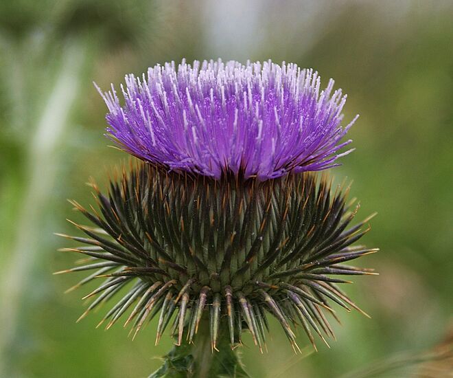 Distel im schönen Burgenland