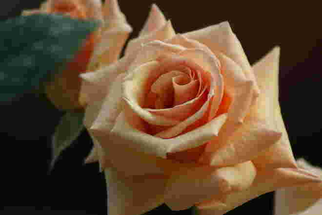 Rose im Abendlicht